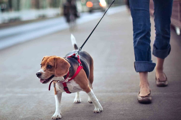 walking with retractable leash