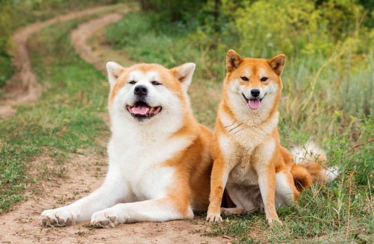 japanese dogs