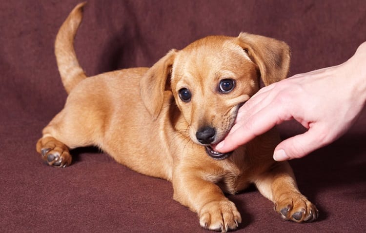 tips and tricks for puppies to stop biting