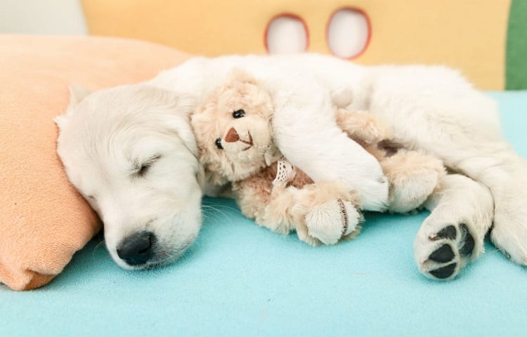 puppy snuggles with his toy
