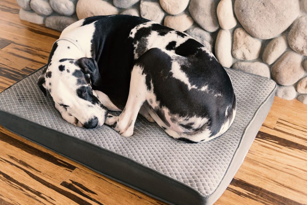 Best Bed For Great Dane