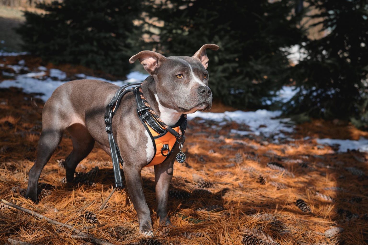 Best Harness For Pitbull My Best Bark