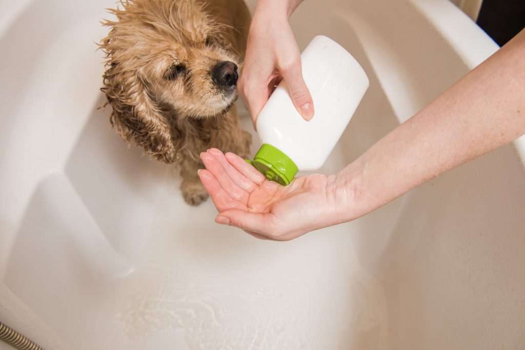 Best deodorizing dog shampoo