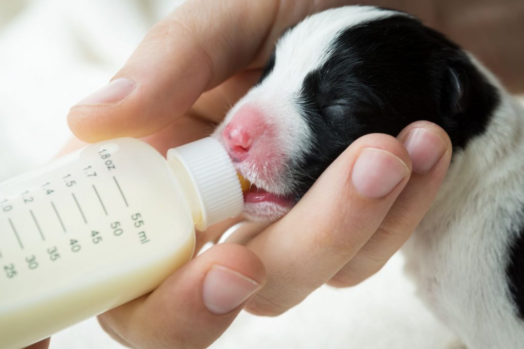Best puppy milk replacer