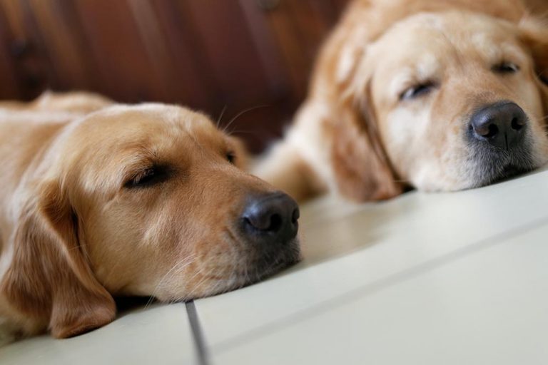 Can Dogs Sleep With Eyes Open My Best Bark