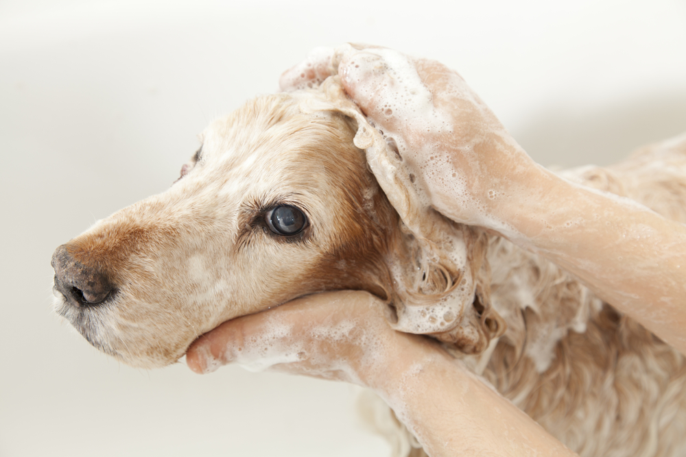 can i use baby shampoo on my dog
