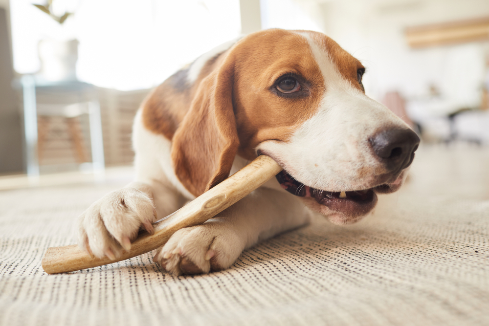 Best dog bones for aggressive chewers