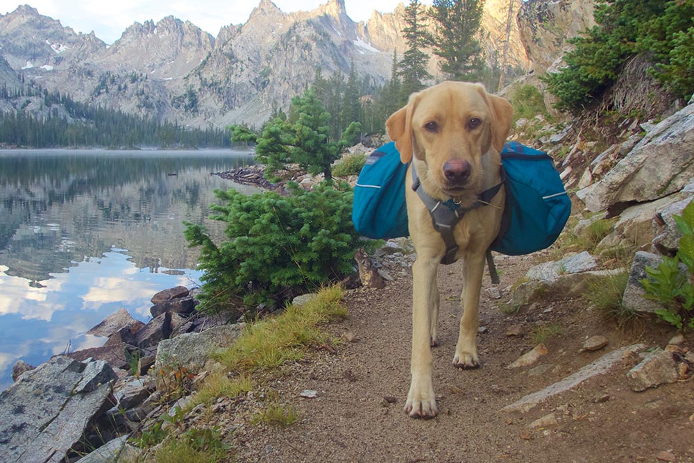 Dog Backpack For Hiking