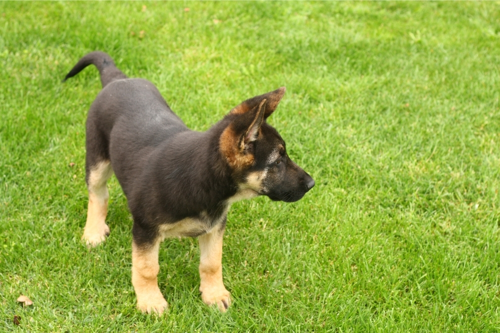 How much should a German shepherd puppy eat?