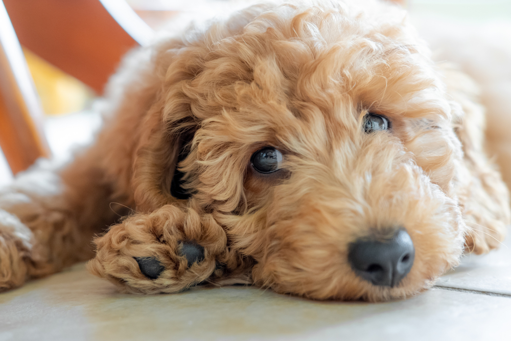 What Does F1 Goldendoodle Mean