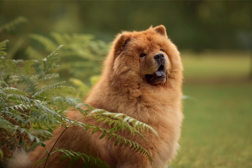 What is a Chow dog