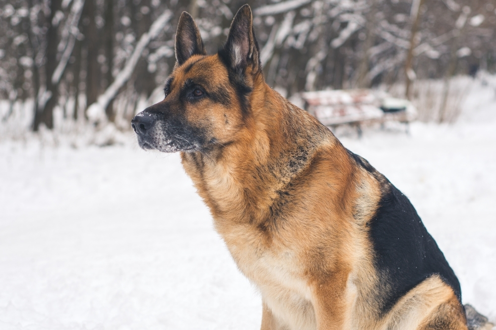 What should I know before buying a German shepherd? (Everything you need to know)