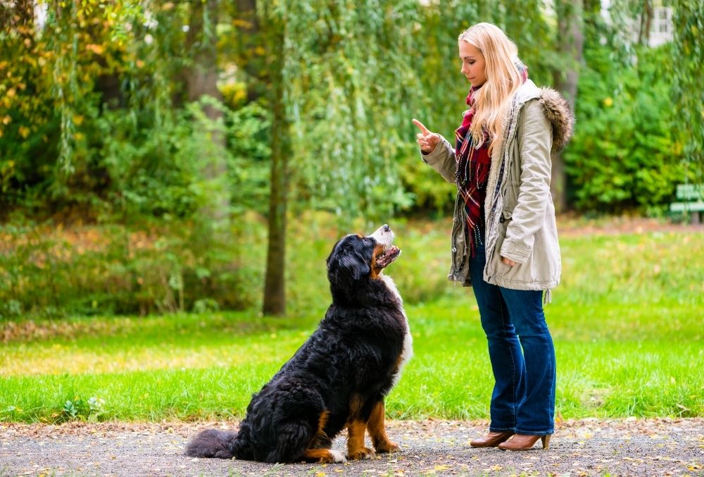 Best Order To Teach Dog Commands 