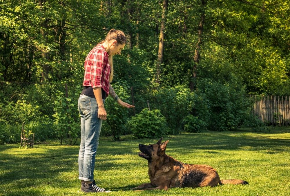 Best Order To Teach Dog Commands 