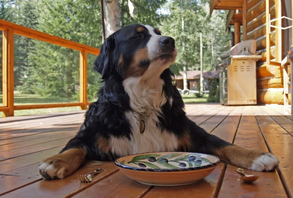 Breakfast Foods For Dogs 
