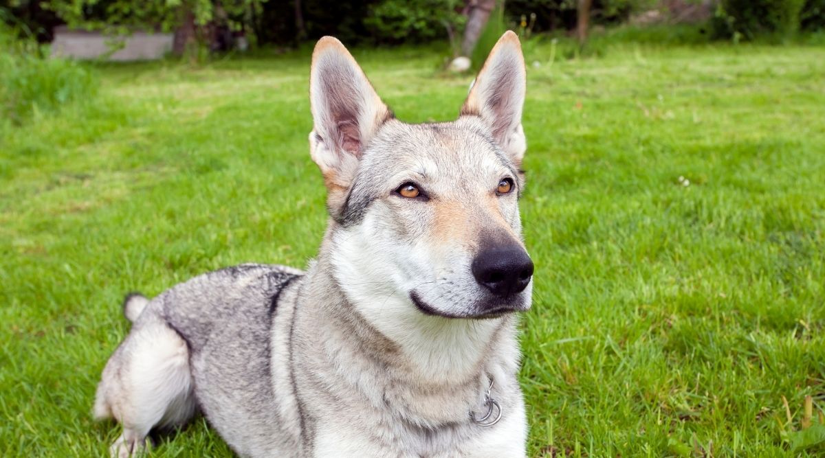 Breed Guide: Czechoslovakian Wolfdog