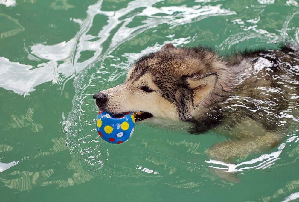 Can Huskies Swim 1