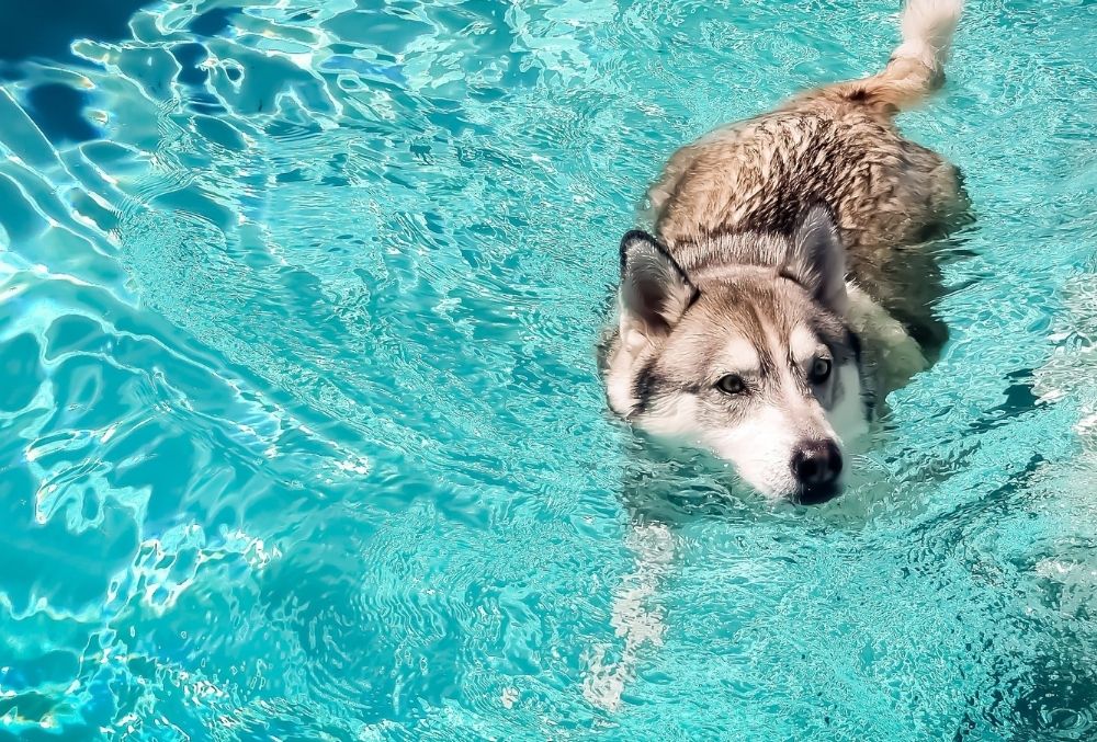 Can Huskies Swim?