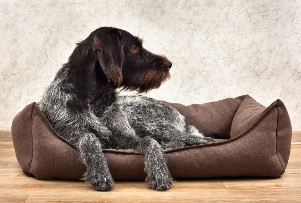 Do Dogs Like Big Beds?