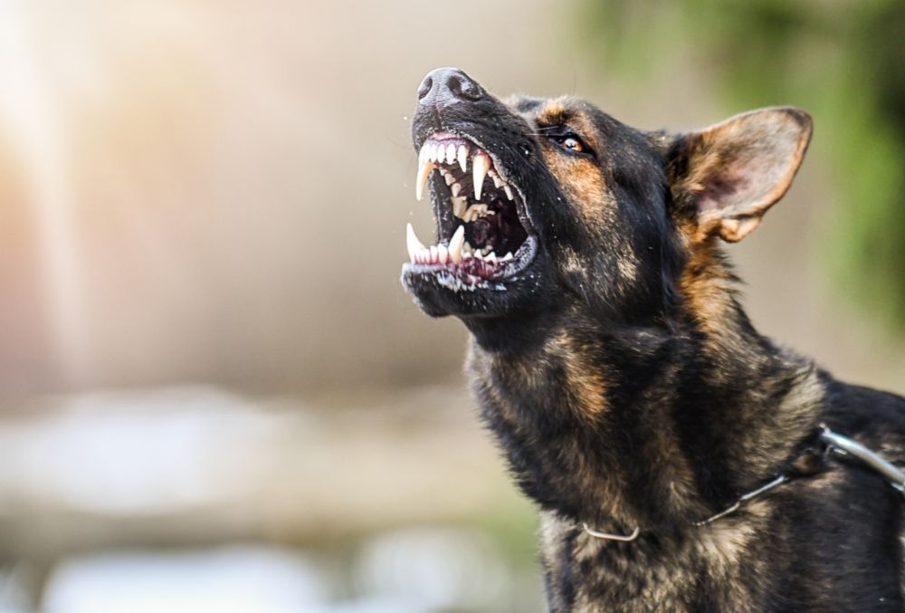 Do Shock Collars Cause Dog Aggression?