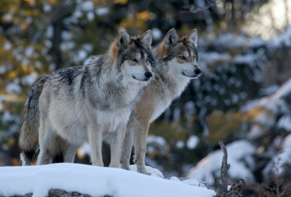 Dog Breeds Closely Related To Wolves