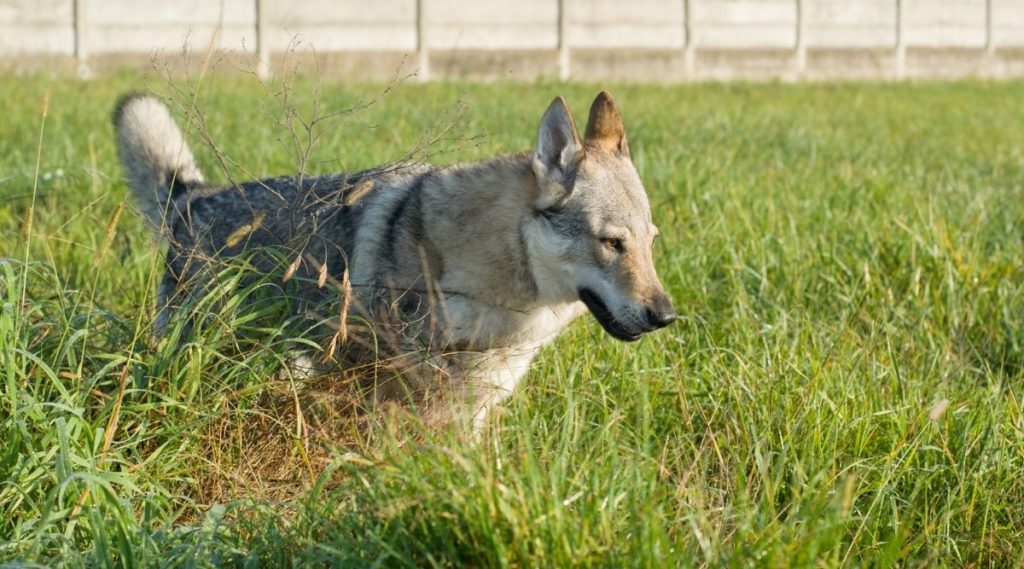 Exercise And Training Requirements Of A Czechoslovakian Wolfdog