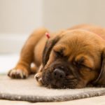 Tips To Stop Puppy Crying At Night