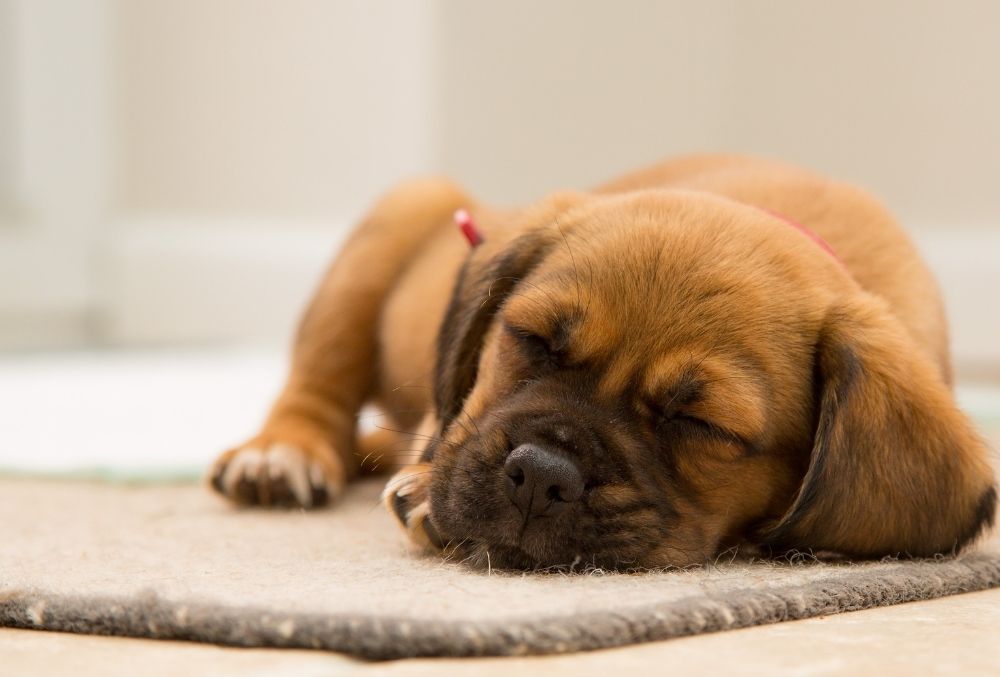 Tips To Stop Puppy Crying At Night