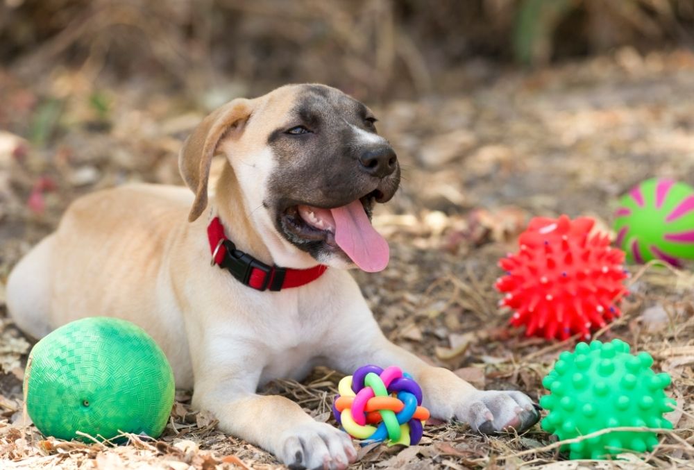 What Toys To Avoid Giving Dogs 