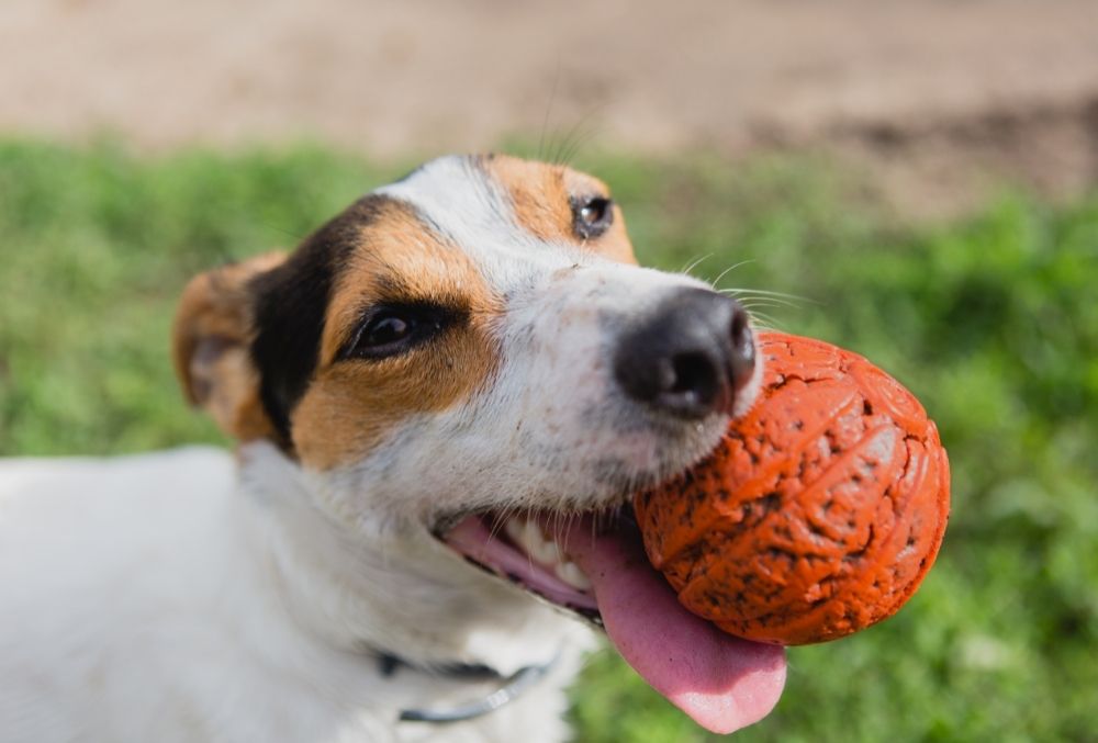 Why Do Dogs Like Balls?